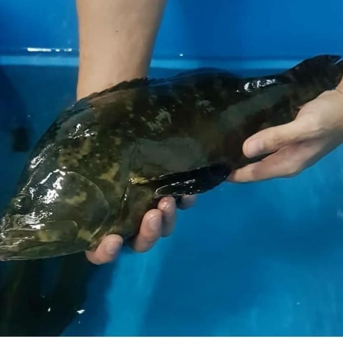 (Allthebest) ikan kerapu hidup fresh