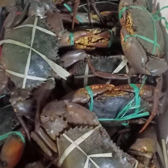 

(Allthebest) kepiting jantan hidup super