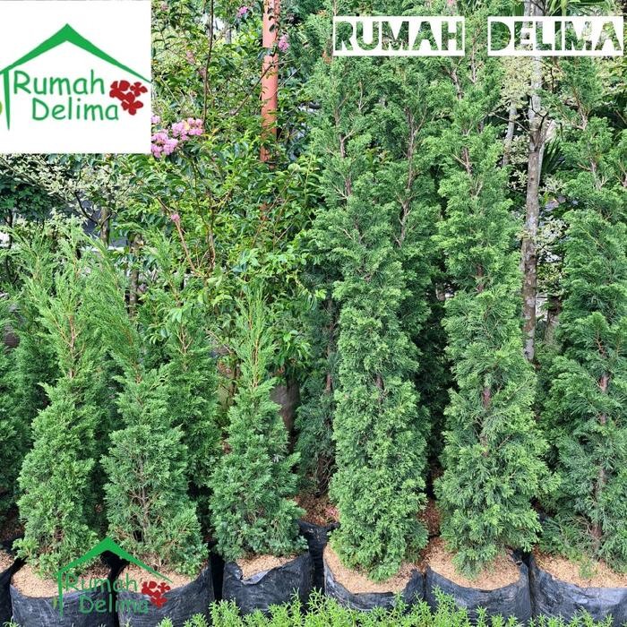 Tanaman Cemara Lilin 1 Meter / Tanaman Cemara Hias