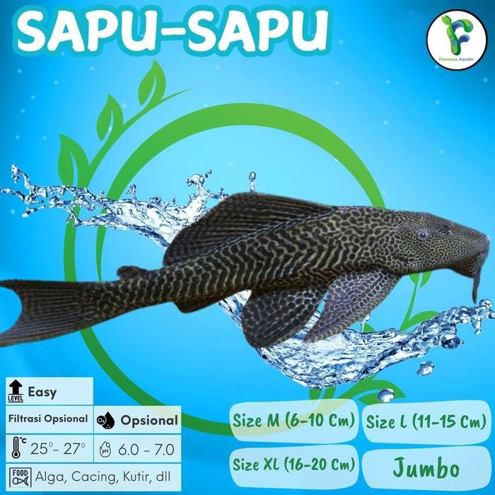 Ikan Hias Sapu Sapu Hitam Algaeater Pemakan Algae/Lumut Size XL *