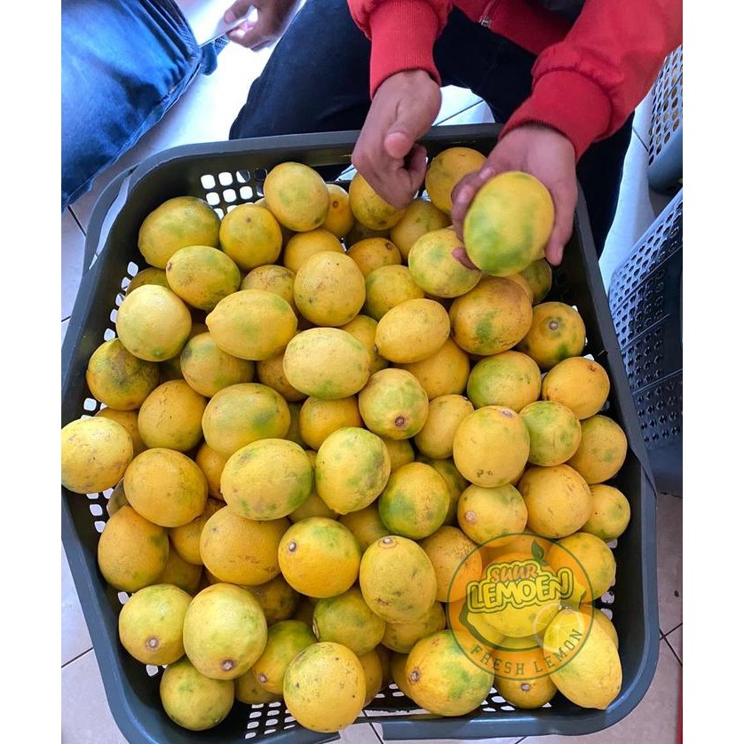 

New Lemon California kualitas Riject by Suur Lemoen ID 500 gram.