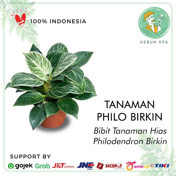 TERMURAH Taan s Philodendron Birkin Bibit Taan Philo Birkin READY STOCK