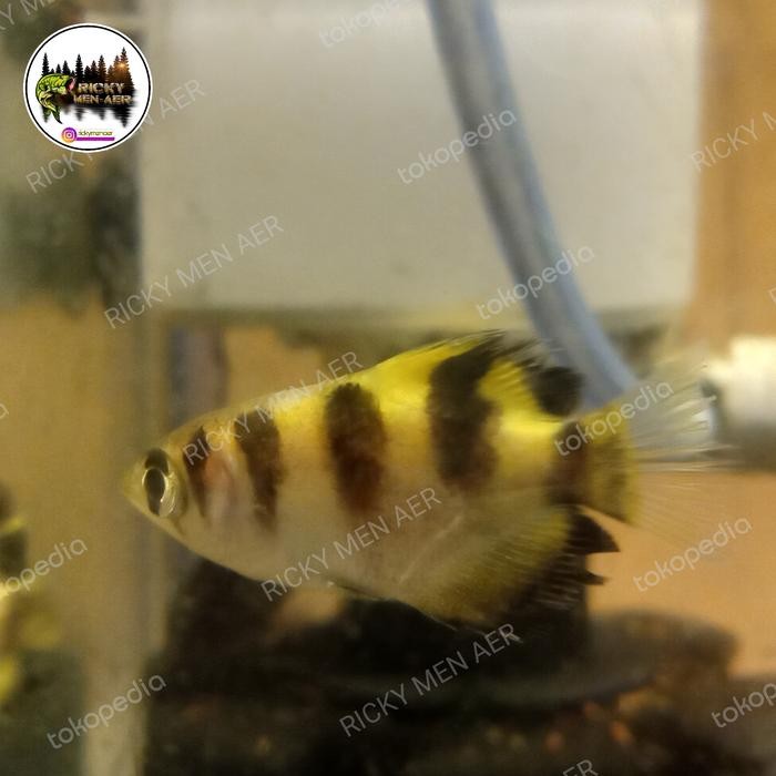 Archer Fish Sumpit Terlaris