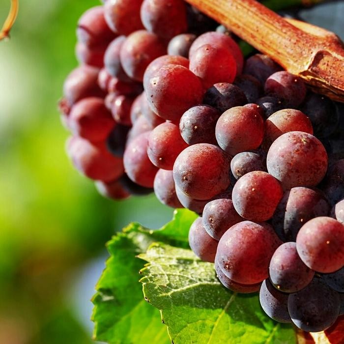 Pupuk Tanaman Anggur/Booster Anggur, Pupuk Generatif Tanaman Anggur