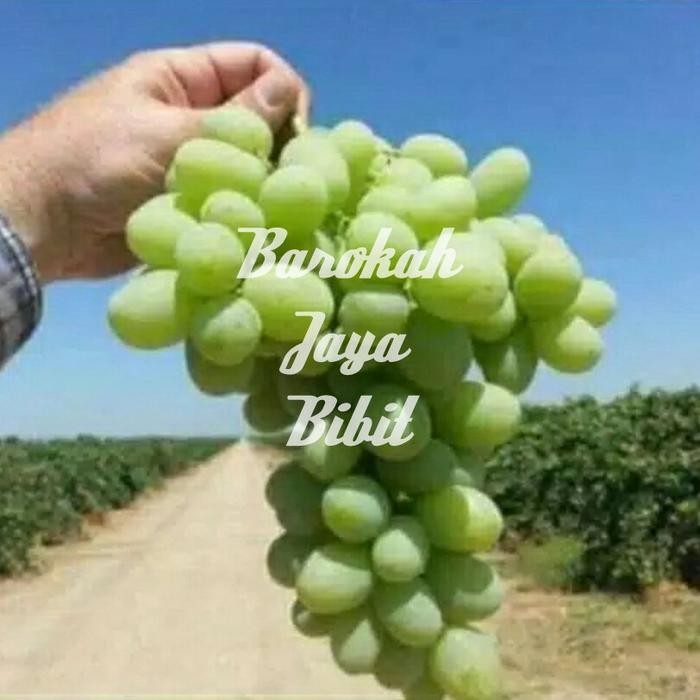 Bibit Anggur Autumn King Seedles (Non Biji) Grafting