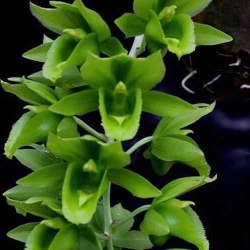 Clowesetum Black Jade - BUMI Catasetum FDK Orchids Anggrek