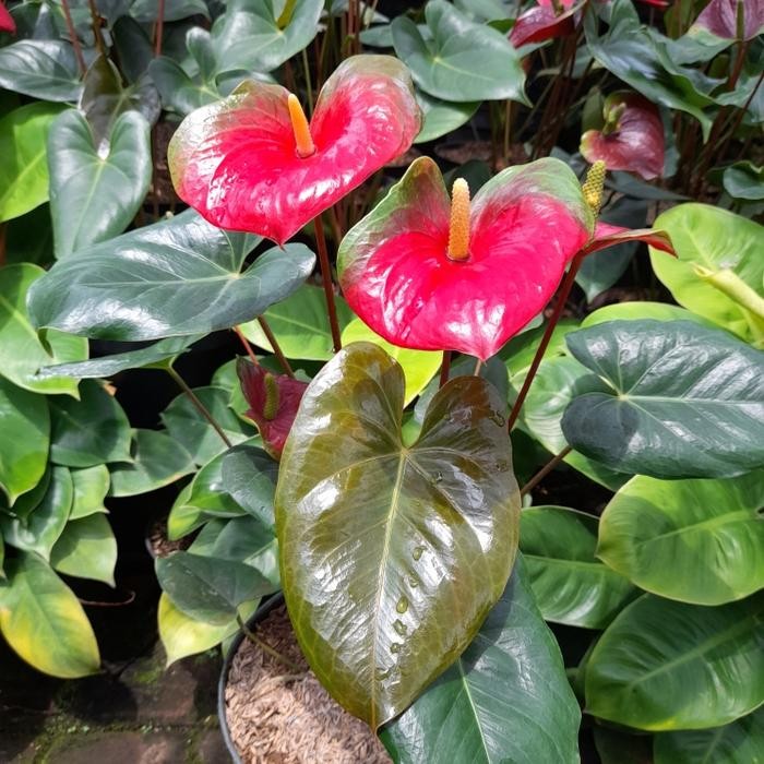 Tanaman Anthurium Presiden / Anthurium Saxo / anthurium green red