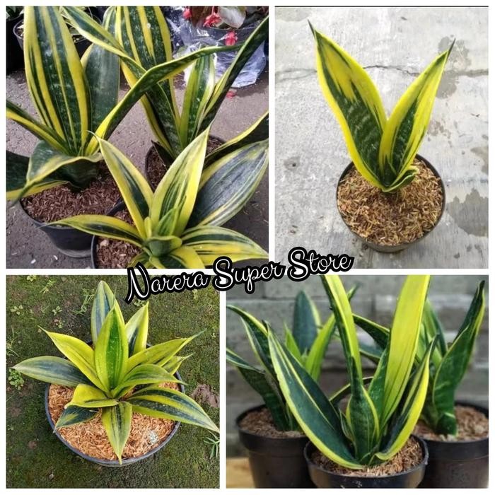 Tanaman Hias Sansivera Golden Flame Lidah Mertua Mini Sansiviera Gold