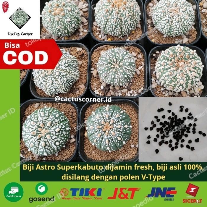 [Expert] Biji Benih Kaktus Astro wajib chat