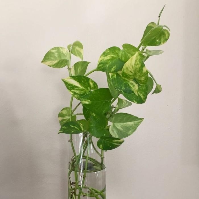 

(Expert) Tanaman Hias Srigading Hijau Tanaman Hias Rambat Indoor Srigading Ijo