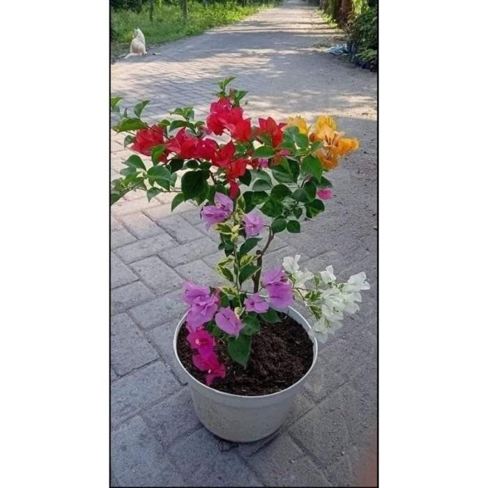 (Expert) Tanaman hias bugenvil bunga kertas / tanaman bugenvil import / bunga bugenvil / bunga hias