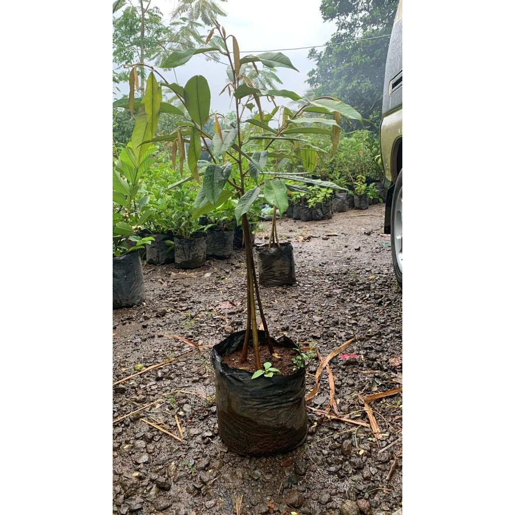 

(Expert) Bibit Pohon Durian Musang King Kaki Tiga(3) - Pohon Duren Muasng King