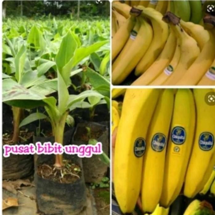 

(Expert) bibit pisang cavendish super unggul