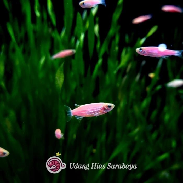 (Expert) Danio Zebra Mix Color / Danio Zebra Semua Warna / Ikan Hias Aquascape