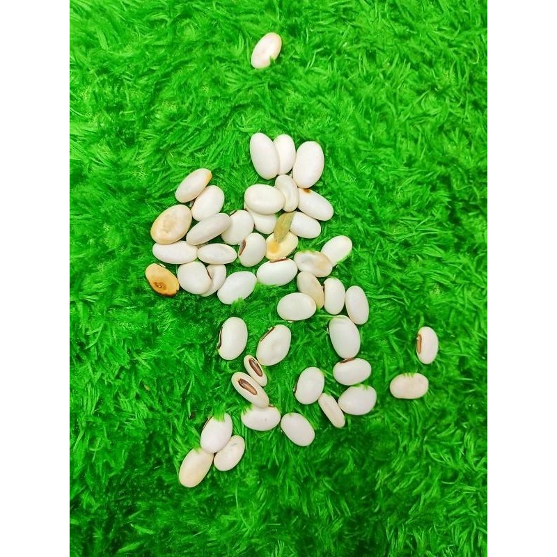 

(Expert) Kacang koro binong koro pedang 1Kg Organik