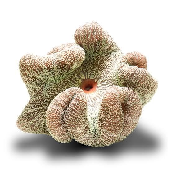 Terbaru Anemon Karpet Putih Hijau Carpet Anemone Rumah Nemo Housing Air Laut
