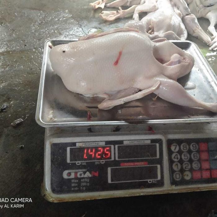 

FyZ daging bebek besar murah