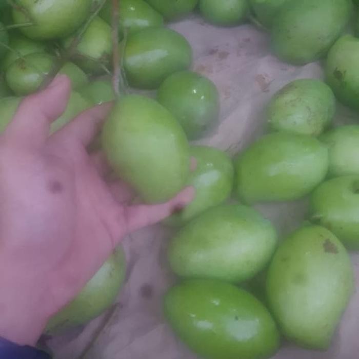 

Glx Mangga Muda Donat