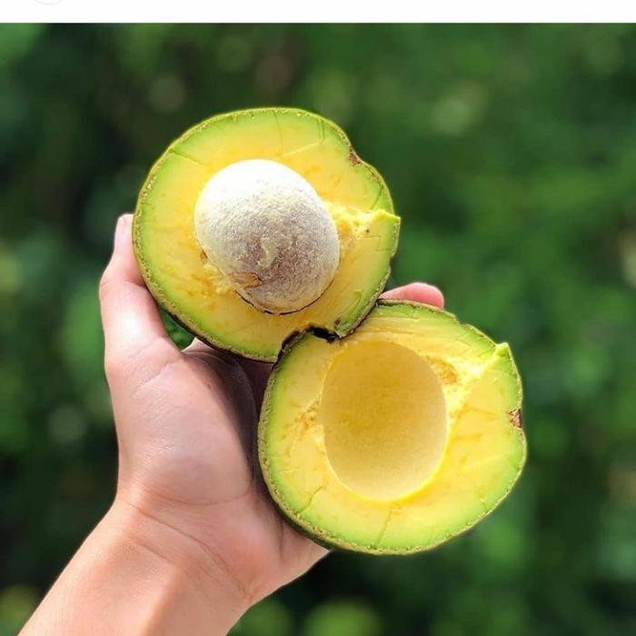 

Glx alpukat mentega premium 1 kg isi 2 - 4 buah