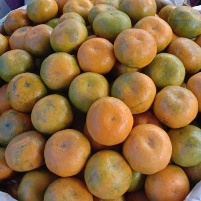 

Glx buah jeruk medan berastagi 1 kg kualitas premium