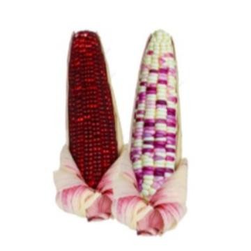 

JAGUNG KETAN / PULUT DIET / DIABETES 1 KG