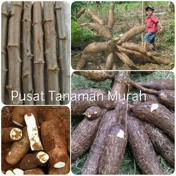 Bibit Singkong Gajah Super 12 Batang 1kg/singkong pulen/