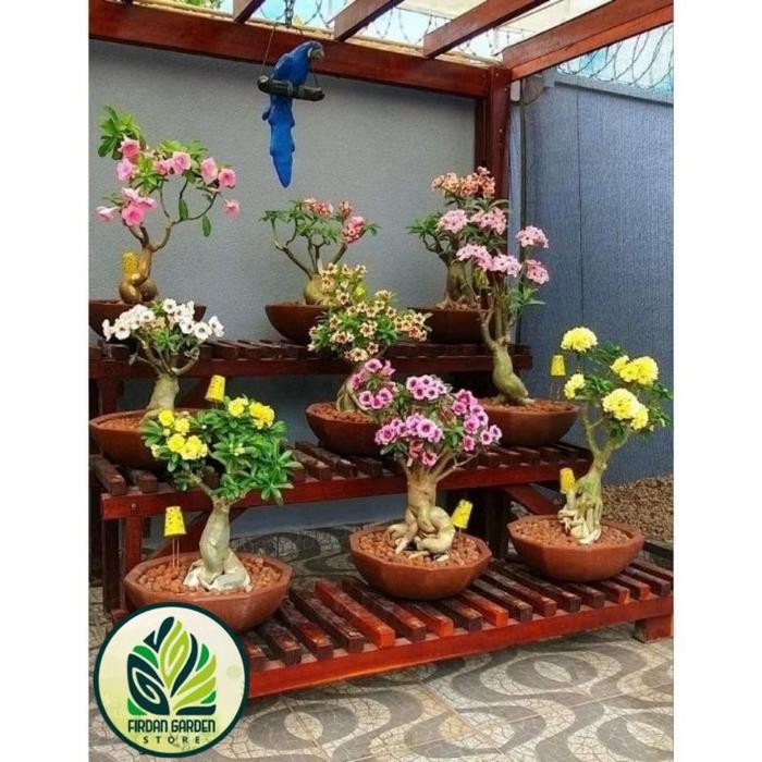 TERMURAH Hiasan Taman Adenium Kamboja Jepang Tanaman Hidup Bunga Kambodja / Adenium Kamboja Bunga