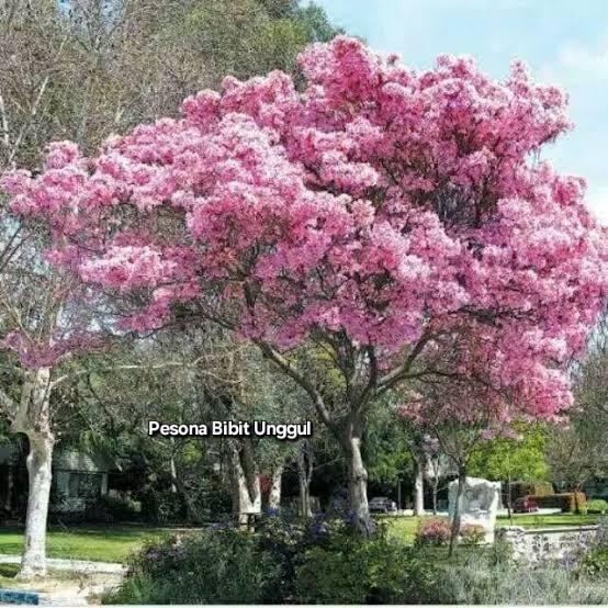 Bibit Bunga Tabebuya Pink / Pohon Tabebuya Pink 80cm-1meter