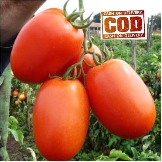 TOMAT BESAR 20 Biji / Benih / bibit ( TOMAT BESAR ) Bisa COD
