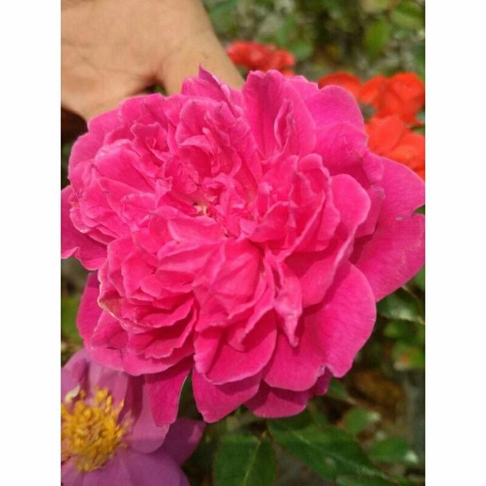 bibit mawar kampung pink -mawar wangi