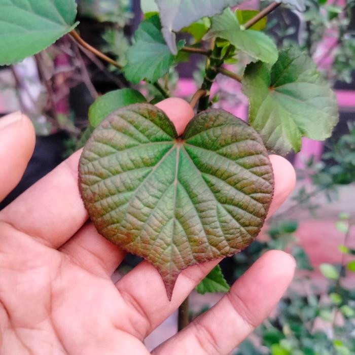 Bahan bonsai Waru India Mutasi urat merah daun tebal