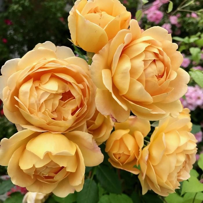 Tanaman Hidup Bunga Mawar Import GOLDEN CELEBRATION-UKURAN INDUKAN