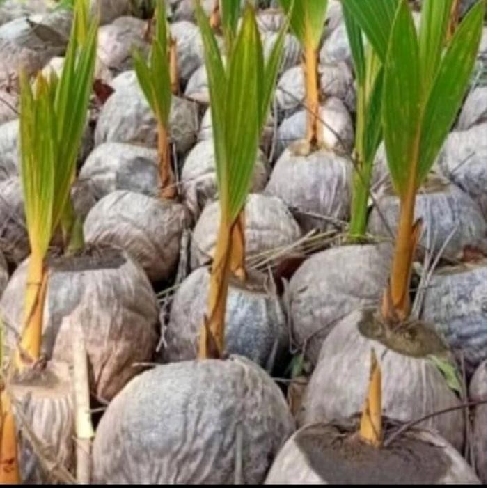 bibit kelapa kopyor dari pati