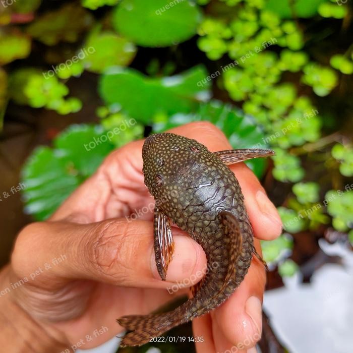 BRUSHMOUTH - BRISTLENOSE - PLECO 144 - IKAN SAPU SAPU KECE SCAPE *