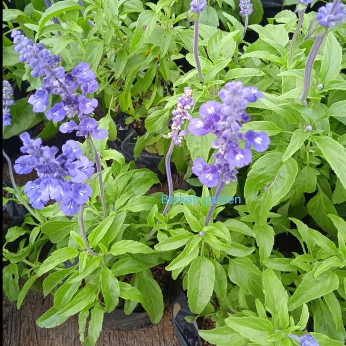 Tanaman Hias Bunga Salvia Divinorum *