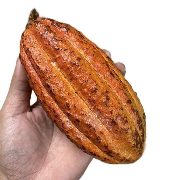 

[Fresh] Kukuring Buah Kako Kakao Coklat Segar Utuh Per Buah Biji Isi Banyak Bisa Untuk Konsumsi Di