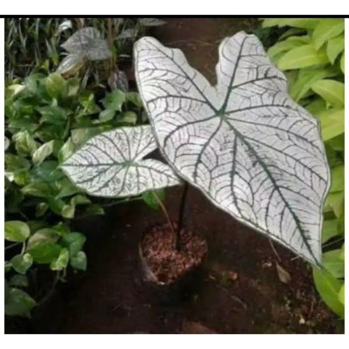 

[Fresh] Tanaman hias keladi putih - keladi tisue - white christmass - kukuring