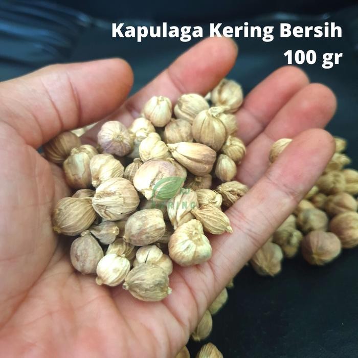 

[Fresh] KAPULAGA / KAPULOGO / KAPOL / CARDAMON KERING 100 GRAM