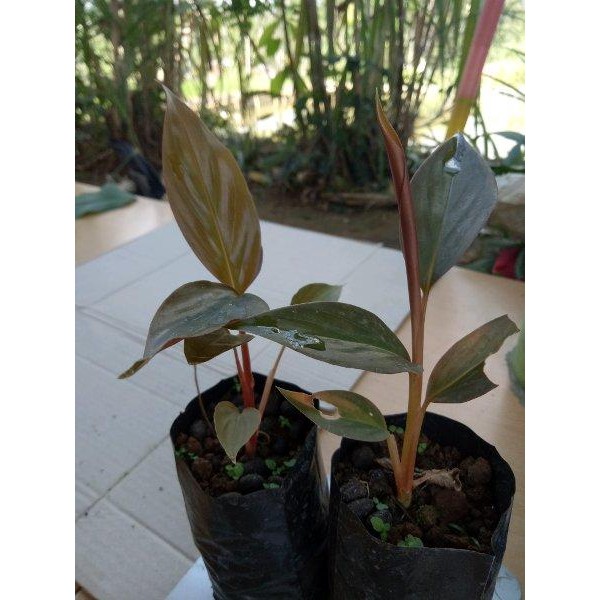 

[Fresh] BIBIT KECOMBRANG ROMBEH HONJE SIAP TANAM