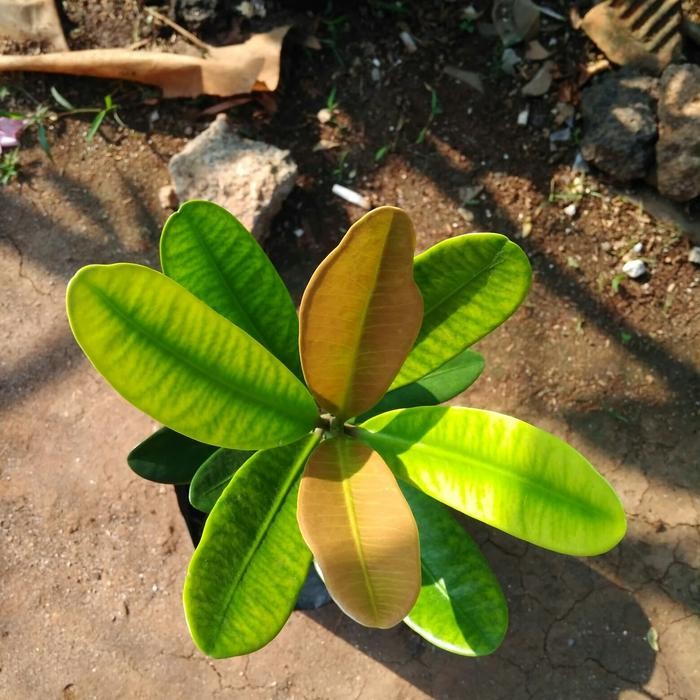 TANAMAN HERBAL GARCINIA CAMBOGIA