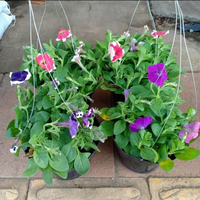 BUNGA GANTUNG PETUNIA