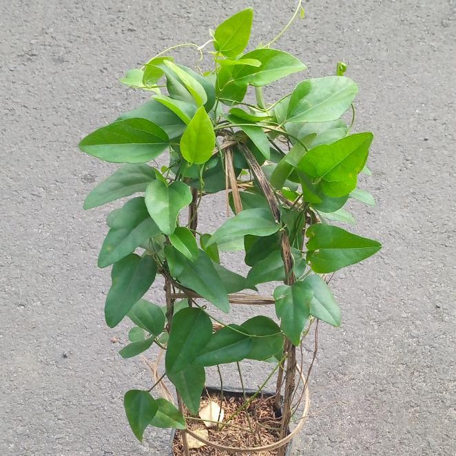 CINCAU JELLY/TANAMAN CINCAU JELLY/CINCAU RAMBAT/POHON CINCAU RIMBUN