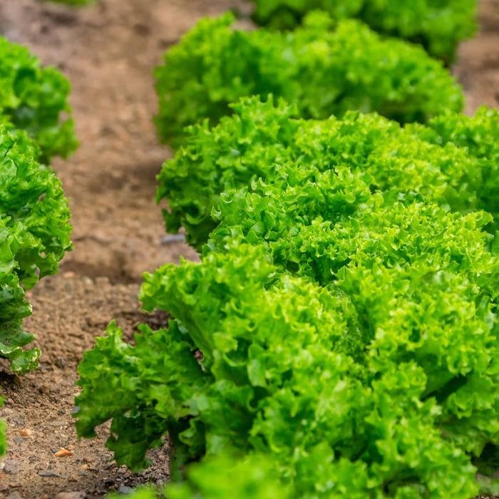 BENIH SELADA BATAVIA BRAVA ENZA ZADEN INDOGREEN INDOSEED ISI 1 GRAM