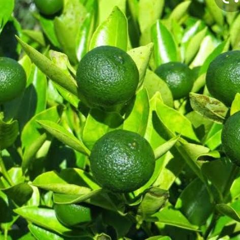 JERUK SONKIT PONTIANAK SUDA ADA BUANYA