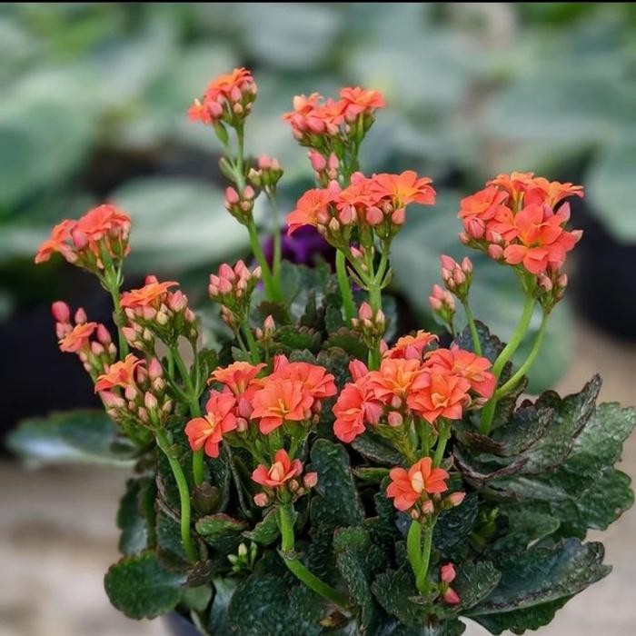 TANAMAN HIAS COCOR BEBEK/BUNGA COCOR BEBEK/COCOR BEBEK DI POT