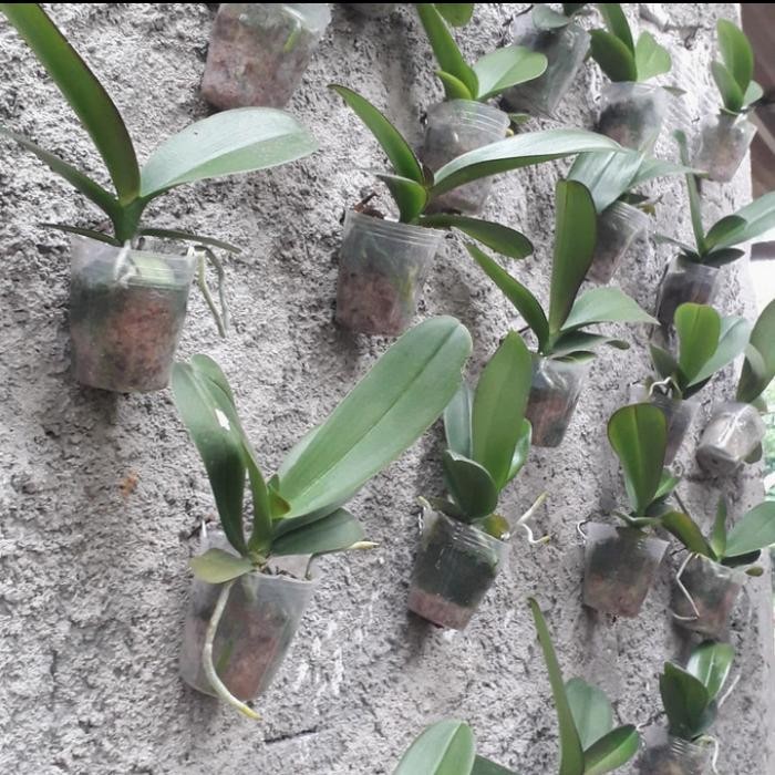 TANAMAN HIAS ANGGREK BULAN REMAJA -BIBIT TANAMAN ANGGREK BULAN