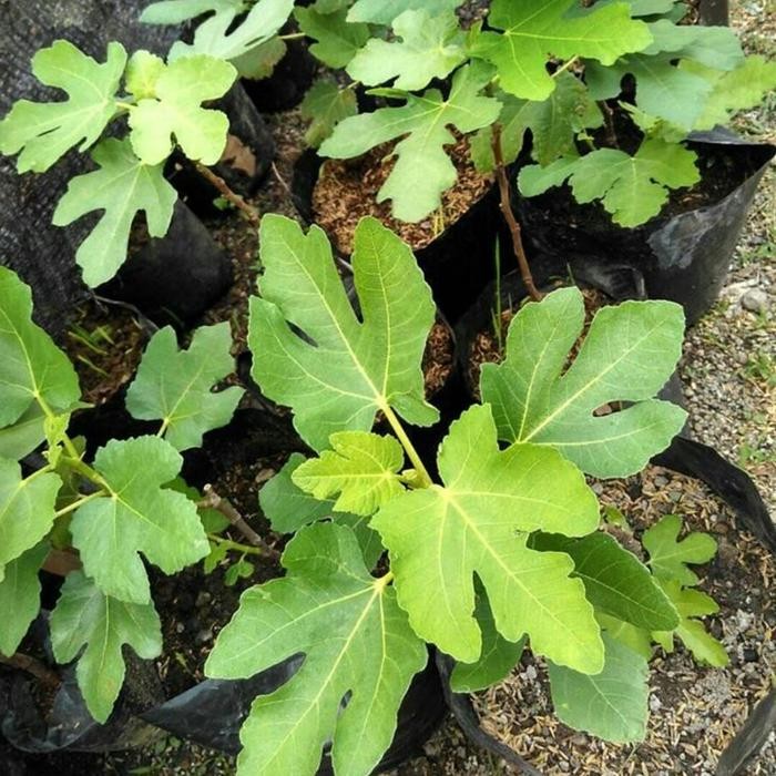 POHON TIN BIBIT TIN DAUN TIN BUAH TIN BUAH ARA TANAMAN TIN