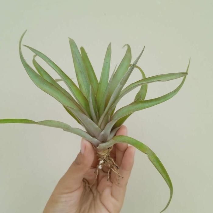 TANAMAN TILLANDSIA CAPITATA PEACH