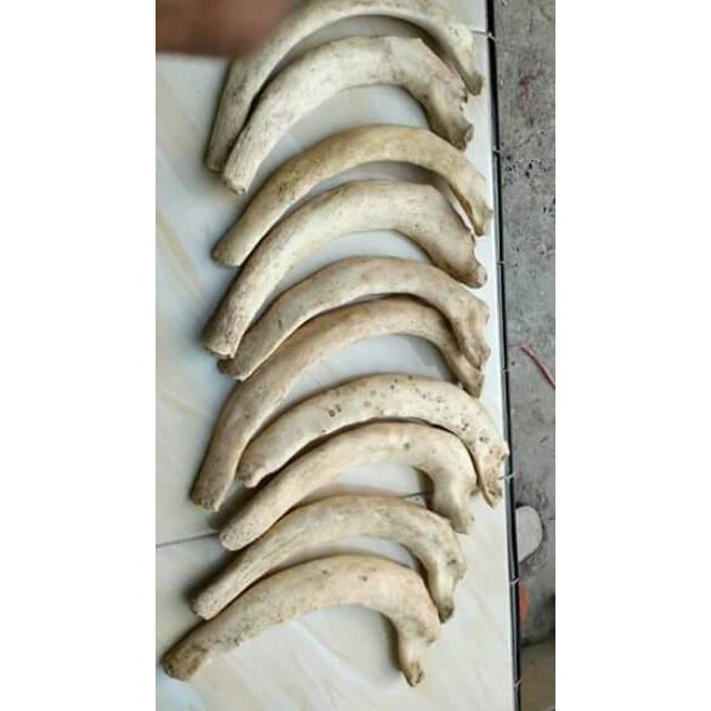 (Expert) Promo Bahan iga duyung Limited