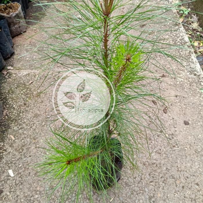 Bibit pohon pinus merkusii/Tanaman pinus/Merkusi/Getah pinus